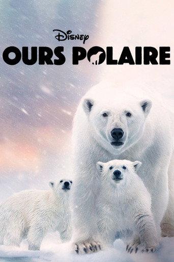 Ours polaire